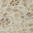 Irene Beige Washable Indoor-Outdoor Rug - -1939137880