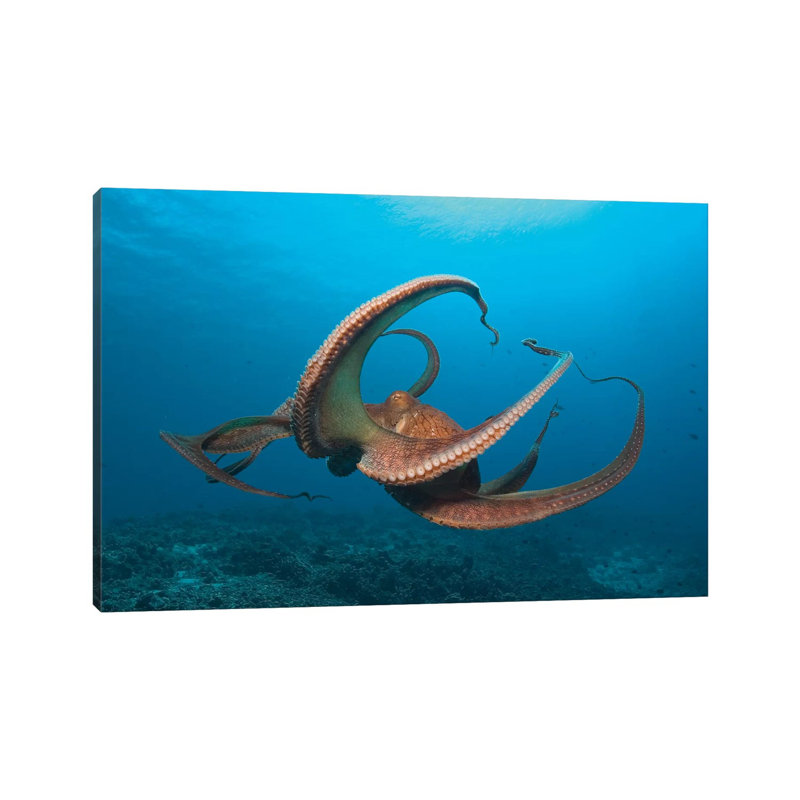 Day Octopus (Octopus Cyanea) Near Kona, Big Island, Hawaii by Stuart Westmorland - Gallery-Wrapped Canvas Giclée on Canvas