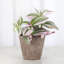 Live Tradescantia Nanouk Plant-2073886006