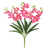 Rose vif