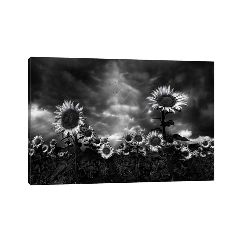 Sunflowers by Fran Osuna - Wrapped Canvas Print, 30.48 cm H x 45.72 cm W