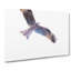 Flying Eagle Painting - Wrapped Canvas-56655180