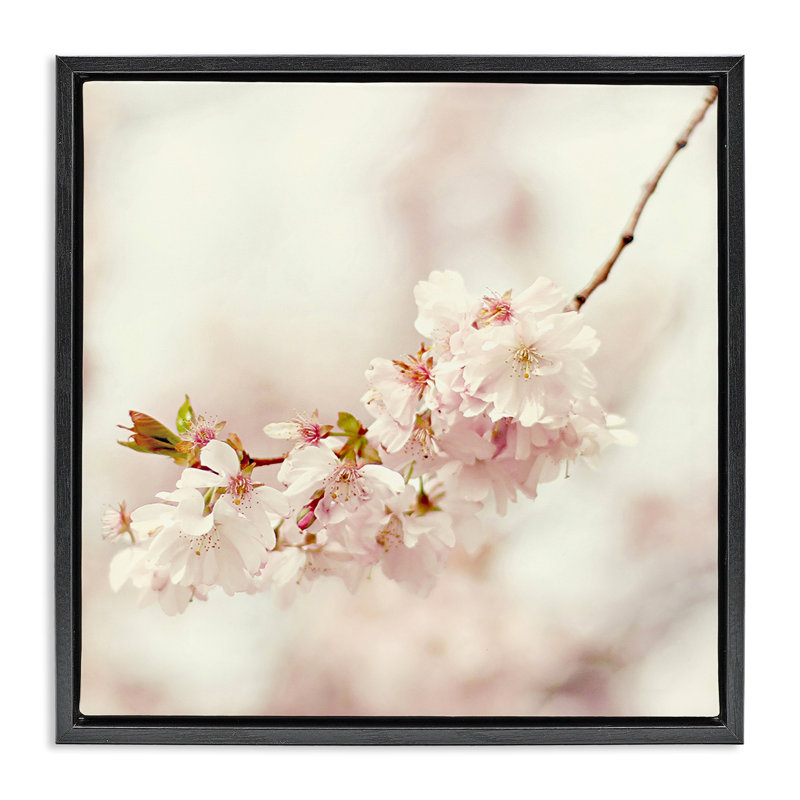 «Delicate Cherry Blossom», art mural encadré sur toile flottante par Sarah Gardner, Cadre flottant noir de jais