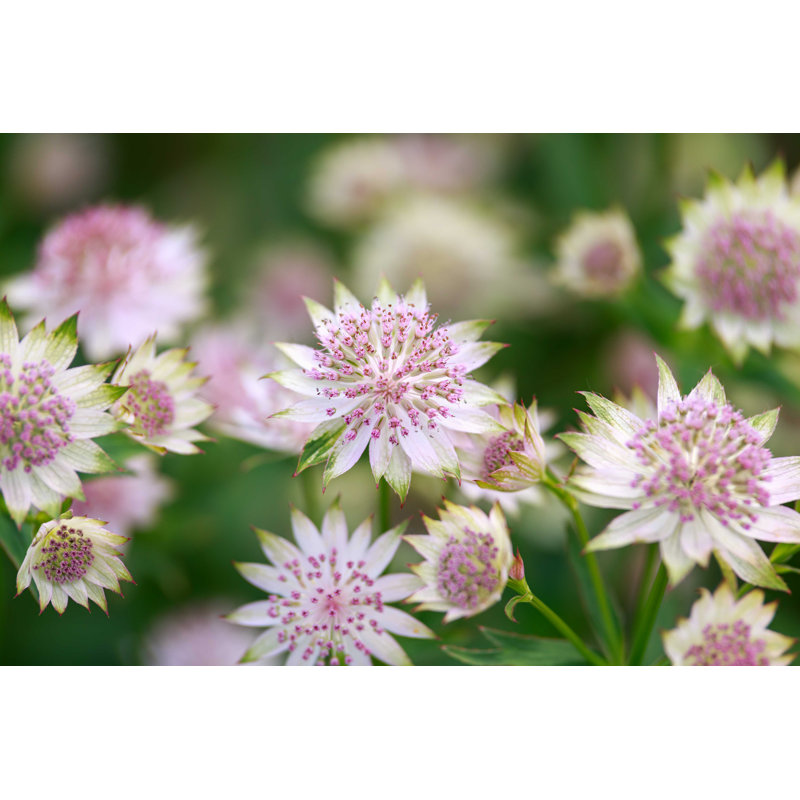Blooming Astrantia - Photographie sur toile tendue, L 48 po x H 32 po