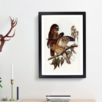 Boobook Owls by Elizabeth Gould - Picture Frame Painting Print