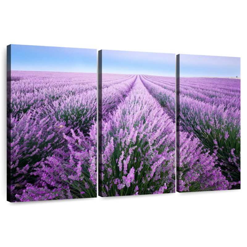 Champ de lavande d'Alvord en Provence, H 42 po x l 65 po