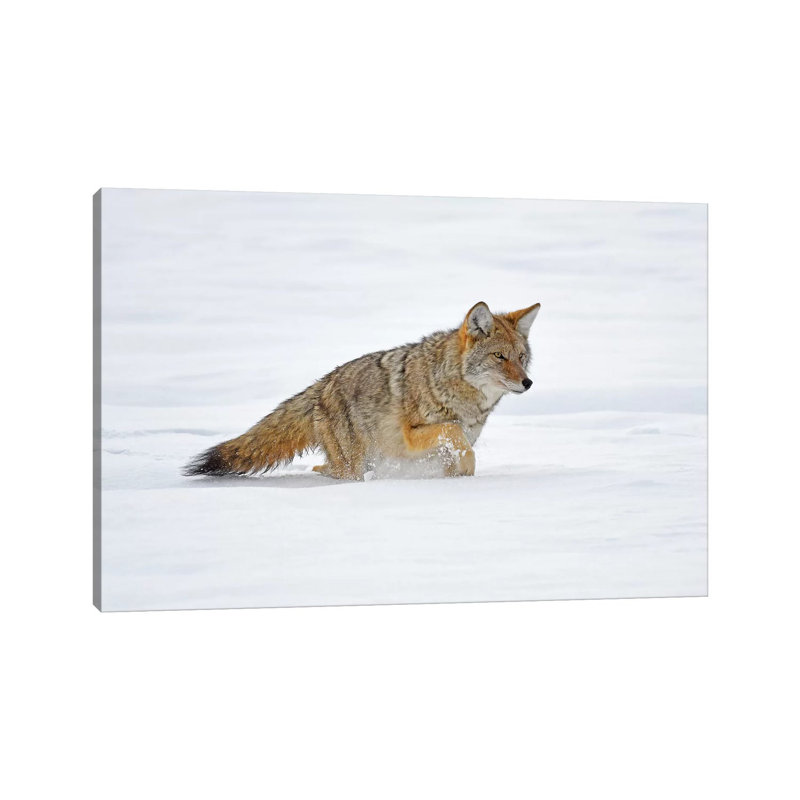 On The Hunt by Brian Wolf - Wrapped Canvas Print, 20.32cm H x 30.48cm W x 1.91cm D