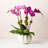 Mirabelle Ceramic Table Vase-48487603