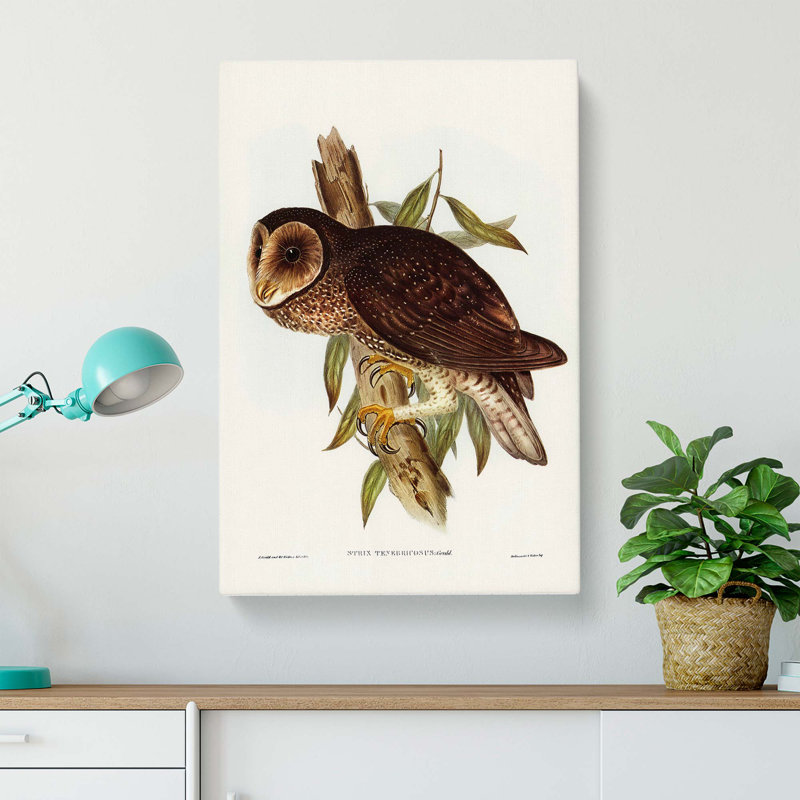 Sooty Owl by Elizabeth Gould - Wrapped Canvas Painting, 76cm H x 50cm W x 3cm D