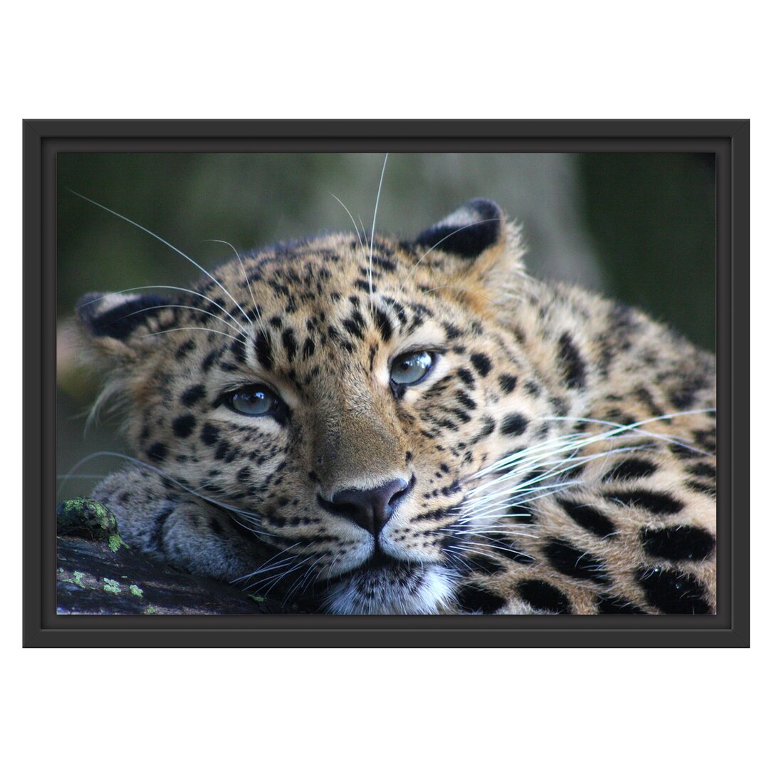 Gerahmtes Wandbild ruhender Leopard