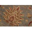 Tapis brun en laine noué à la main 6 pi 5 po x 10 pi Abbigail Southwestern