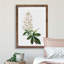 Horse Chestnut Tree Flowers by Pierre-Joseph Redoute - Single Picture Frame Painting-48225205-48225208