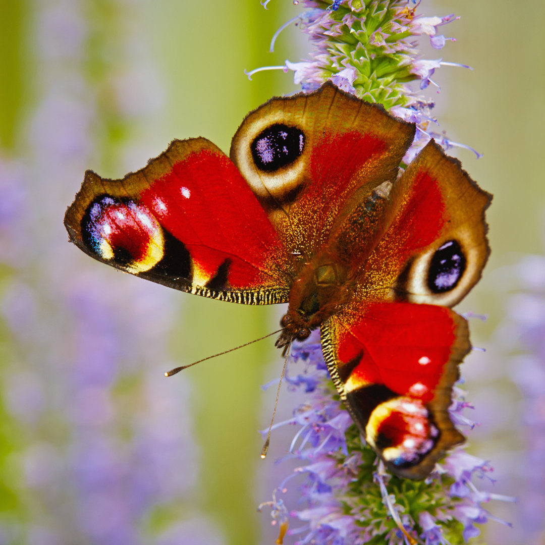 Europäisches Tagpfauenauge Schmetterling - Leinwandbild