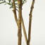 152cm Plant