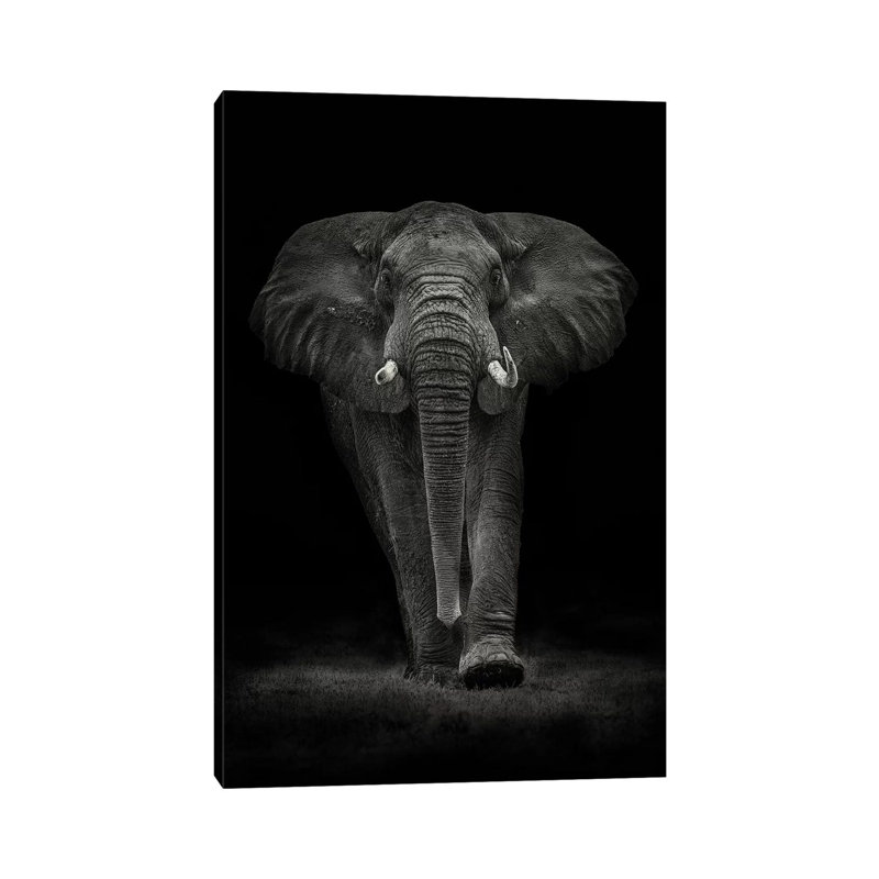 Ngorongoro Bull by Mario Moreno - Print on Canvas, 61cm H x 41cm W x 1.8cm D, Wrapped Canvas
