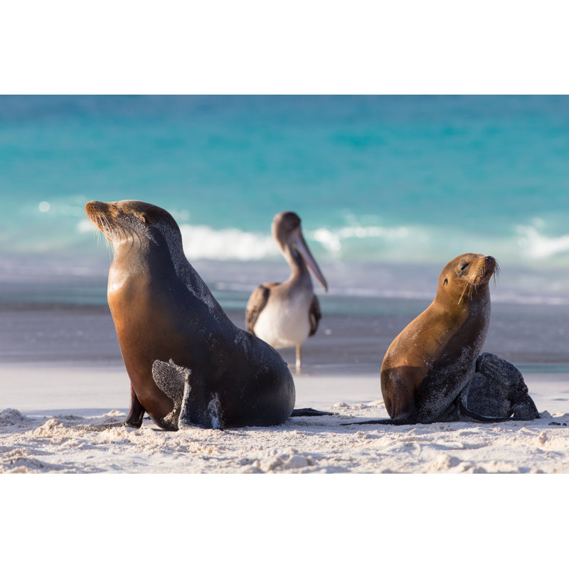 Galapagos Sea Lion by Mantaphoto - Wrapped Canvas Print, 51cm H x 76cm W