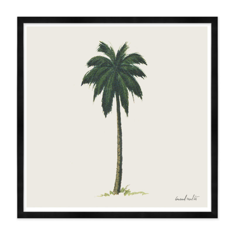 Moulton Collection " Palm ", Black