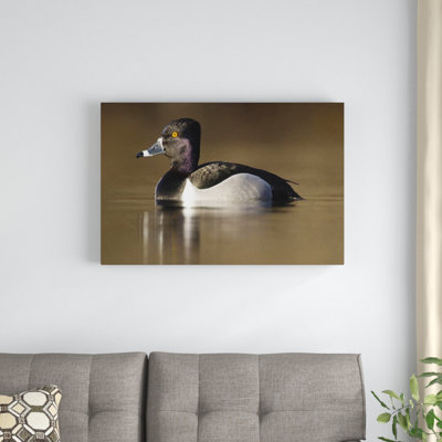 " Ring-Necked Duck Male "
