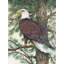 Art sur toile tendue par Millwood Pines-721209616