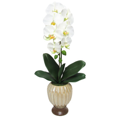 Centres de table orchidées phalaenopsis en pot
