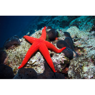 A Red Sea Star on The Ocean Floor by Mkurtbas