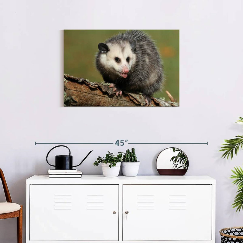 Brampt Angry Opossum, 20" H x 30" W