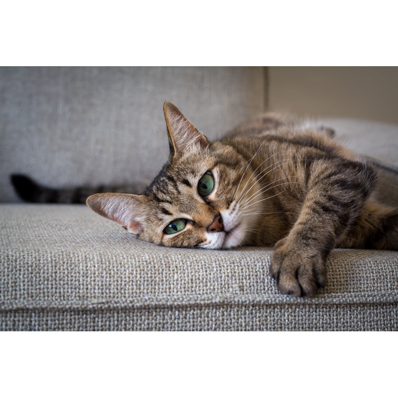 Chat couché sur un canapé sur toile par An photos, photographie, H 8 po x l 12 po x P 1,25 po