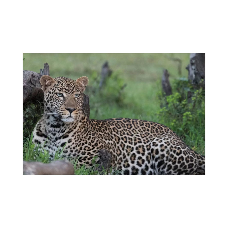 Africa, Kenya, Maasai Mara National Reserve Resting Leopard by Jaynes Gallery - Wrapped Canvas Print