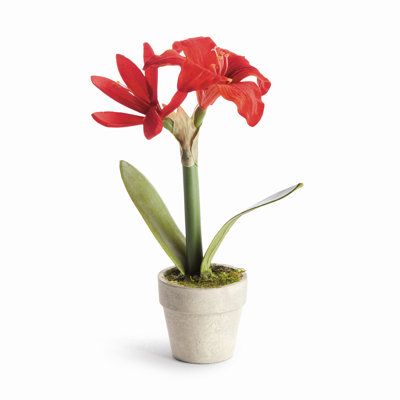 MINI AMaryllis en pot 9 po