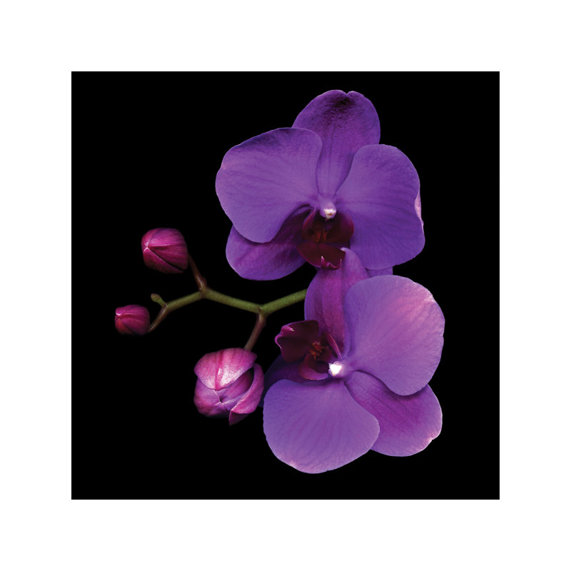 The Color Purple by Magda Indigo - Wrapped Canvas Print, 93.98 cm H x 93.98 cm W x 3.175 cm D