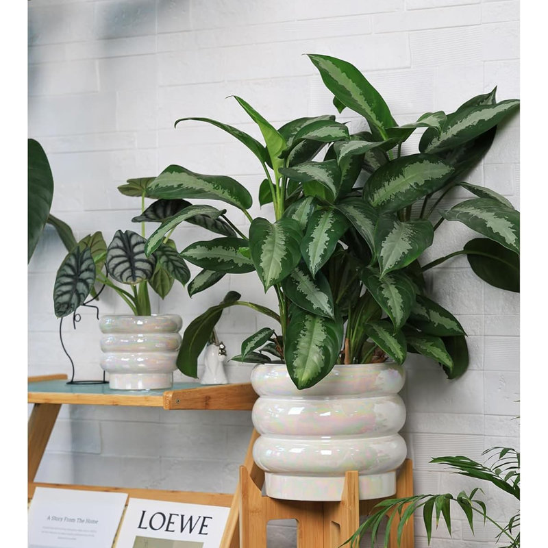 Ceramic Pot Planter