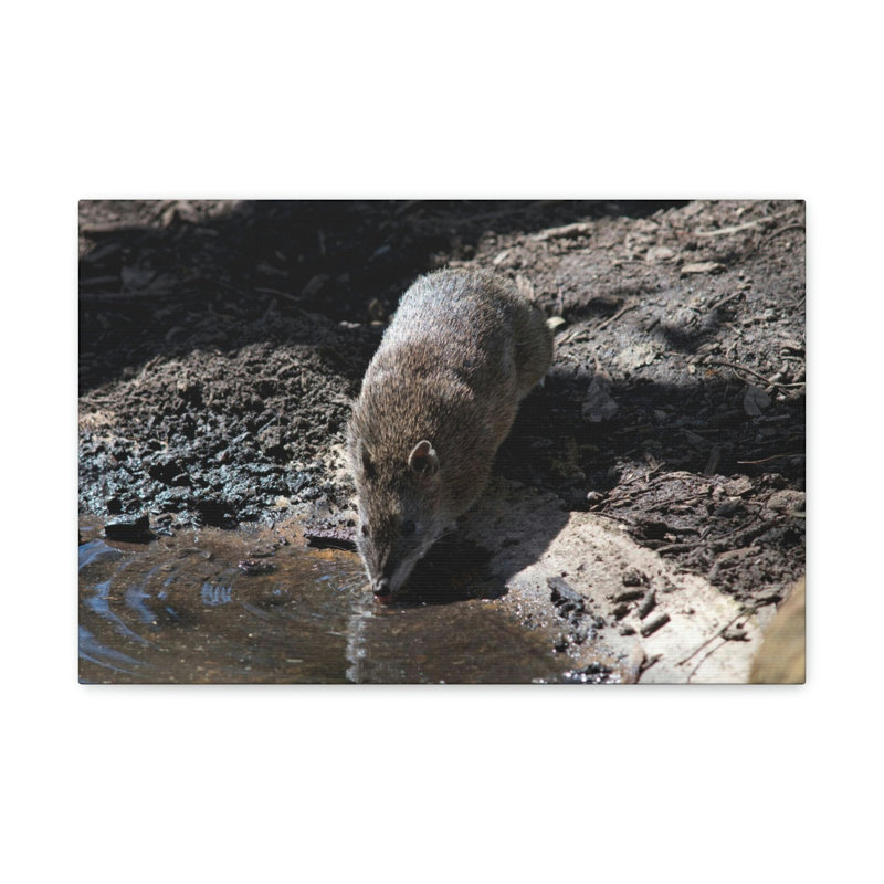 No Frame Print on Canvas, 30.48cm H x 40.64cm W