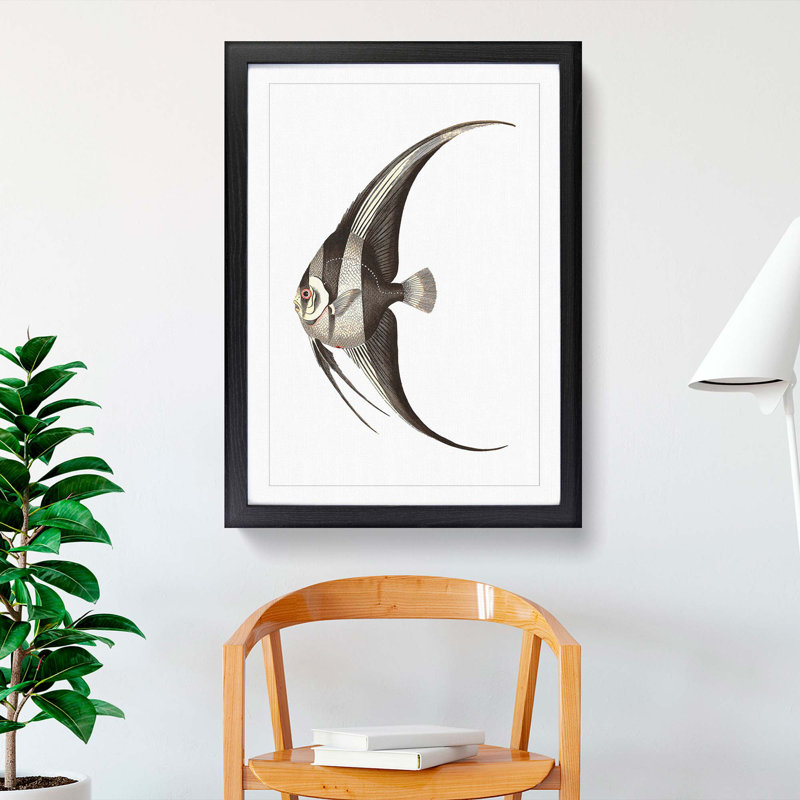 Chaetodon Fish by George Shaw - Framed Print, 36cm H x 27cm W x 2cm D, Black Framed