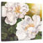 Harnek floral pureté-109215156