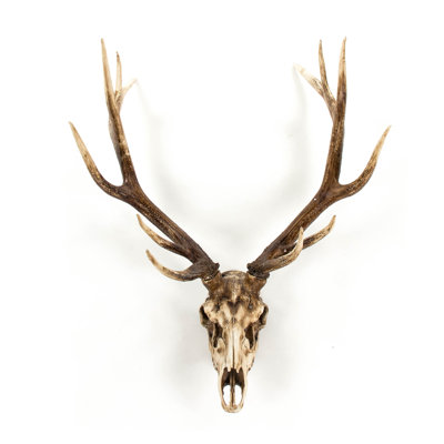 Deer Skull Handmade Resin Wall Decor