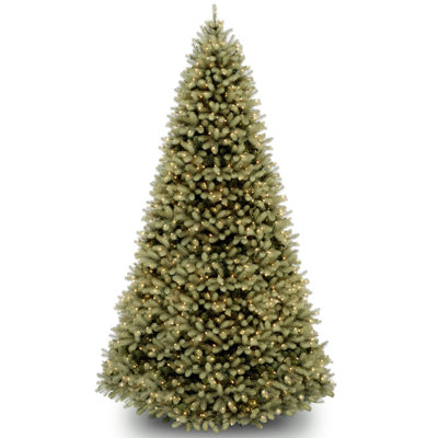 Downswept Douglas Fir Tree with Clear Lights