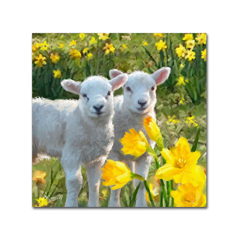 Armand 'Lambs' Print on Canvas, 24" H x 24" W x 2" D