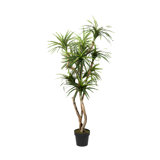 7' Dracaena Tree in Black Nursery Pot