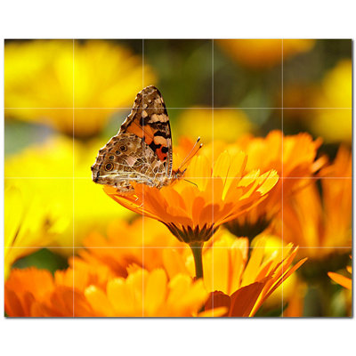 Photo papillon 8 po x 8 po