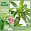 Arbre de Dracaena artificiel 6 pi avec jardinière noire, plante d'intérieur artificielle Real Touch-744504647-744504664