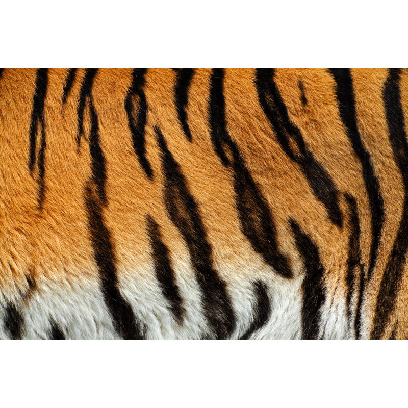 Tiger Skin by Andyworks - Wrapped Canvas Print, 51cm H x 76cm W x 3.8cm D