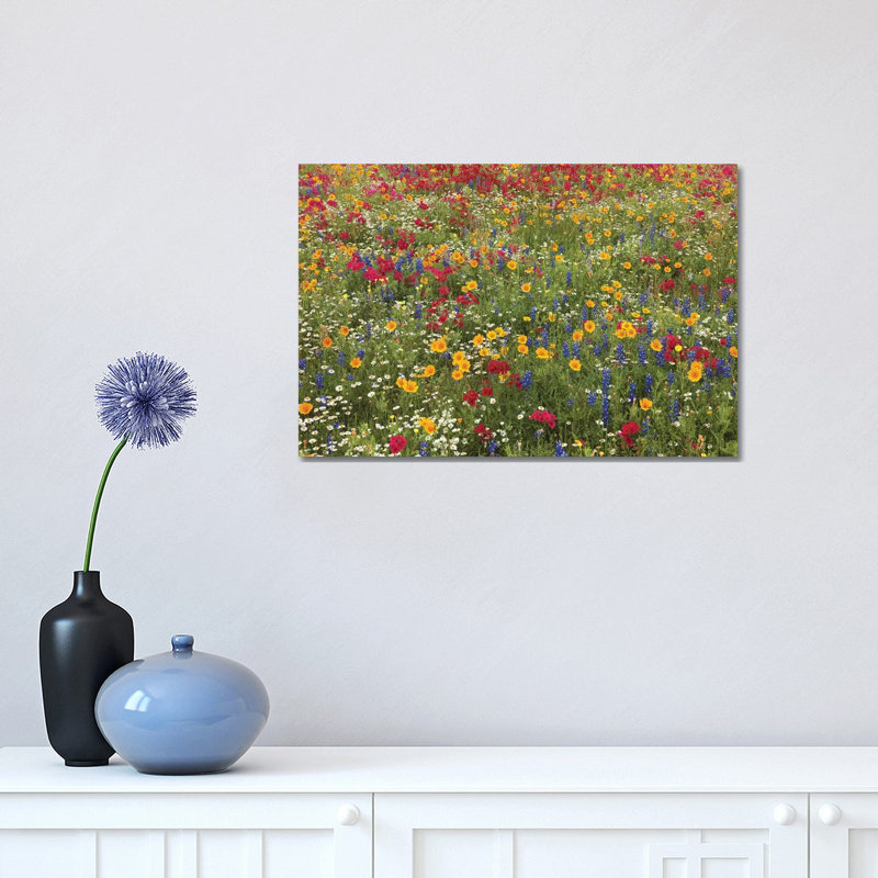 Drummond's Phlox, Bluebonnet Near Westhoff by Tim Fitzharris - Wrapped Canvas Print, 30.48 cm H x 45.72 cm W