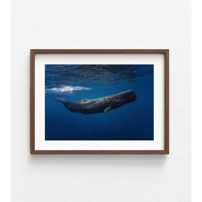 Sperm whale - reproduction d'art sous-marin
