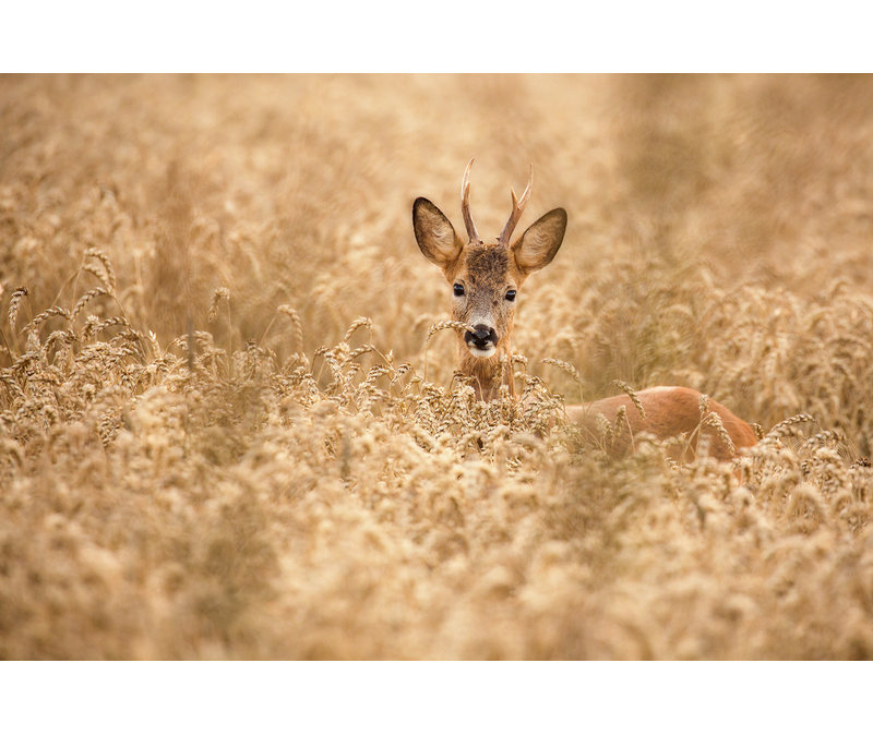 Wrapped Canvas Print, 81.28 cm H x 121.92 cm W