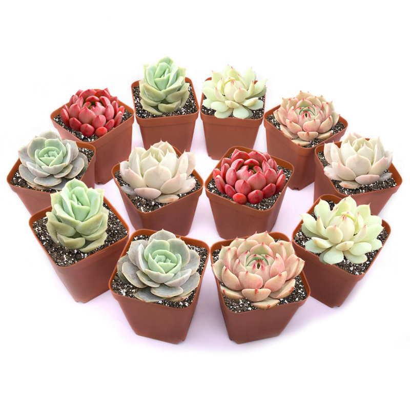 Primrue Live Flowering Plant in Plastic Planter