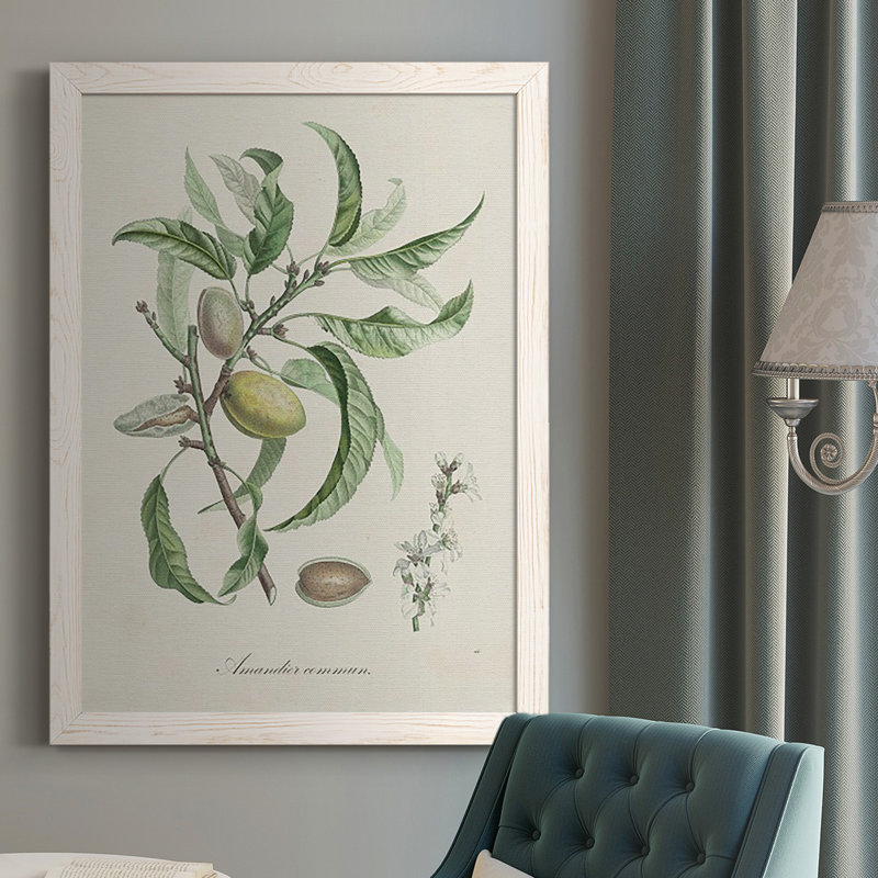 Antique Ammond Botanical IV, reproduction d'art sur toile, Blanc, H 43,5 po x l 31,5 po x P 1 po