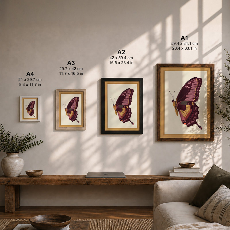 Plum Butterfly Study Botanical - Framed Print, A2 - 59.4 x 42.0 cm, Black