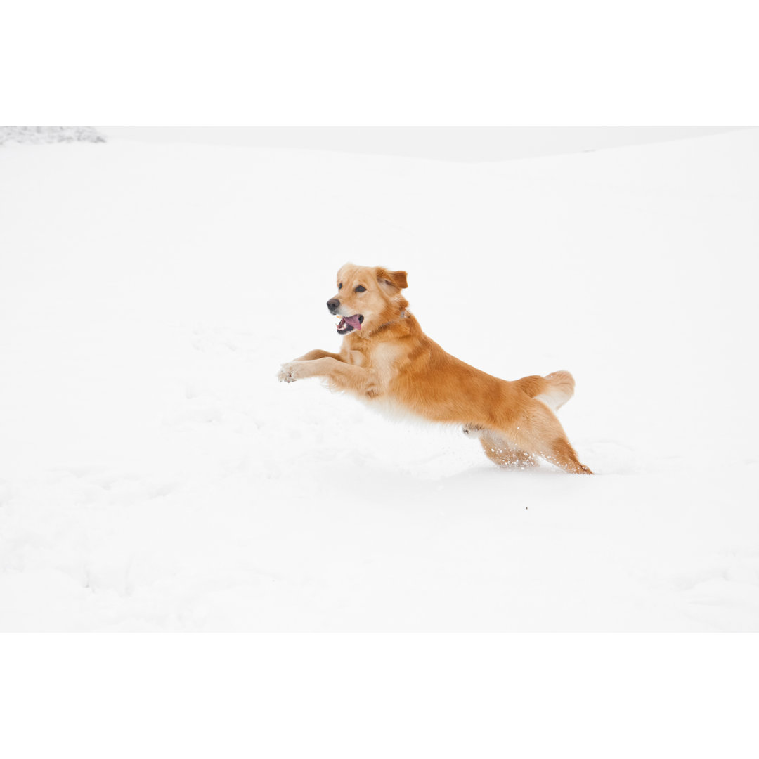 Hundesprung im Schnee von Cunfek - Kunstdrucke ohne Rahmen auf Leinwand