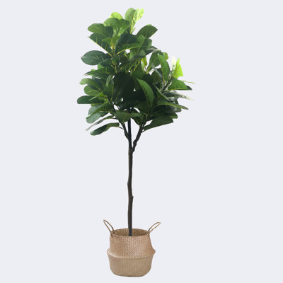 Pot à fleurs en figuier et figuier