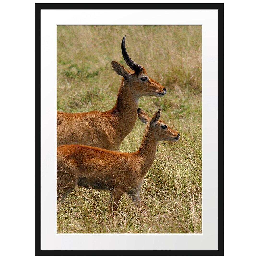 Gerahmtes Poster Dorkasgazelle mit Jungtier